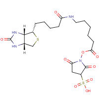 CAS:127062-22-0 | BIB103 | Sulphosuccinimidyl-6-(biotinamido)hexanoate