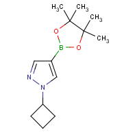 CAS:1002309-48-9 | OR317114 | 1-Cyclobutyl-1H-pyrazole-4-boronic acid pinacol ester