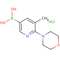 CAS: 1231955-78-4 | OR318075 | (5-Methyl-6-morpholin-4-ylpyridin-3-yl)boronic acid hydrochloride